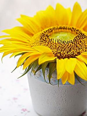 常吃7种食物或破坏生育大计