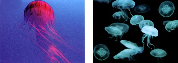 幼儿园小班画画教案设计:水母娃娃的舞会