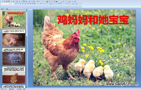 鸡妈妈和她宝宝