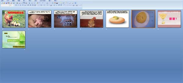 鸡妈妈和她宝宝