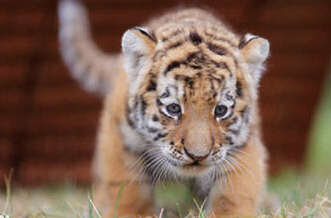 善良的老虎妈妈