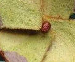 ��ɫ�߲���˾