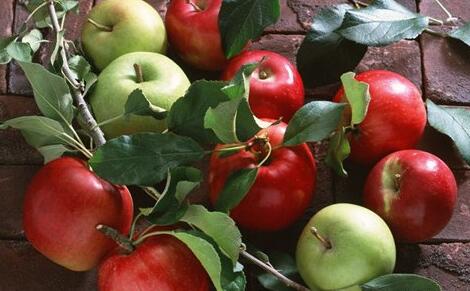 Ҫ�뱦�������ó�ʲô ���������Щʳ�������ڴ��Է���