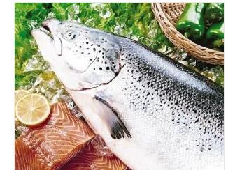 让宝宝变聪明的鱼