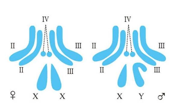 生男生女由谁来决定?