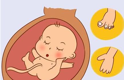 ��֪����̥��Ҳ�ǳ���������