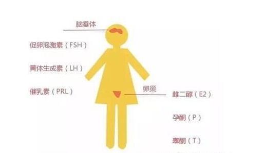 备孕检查找准时间,不要白跑一趟!